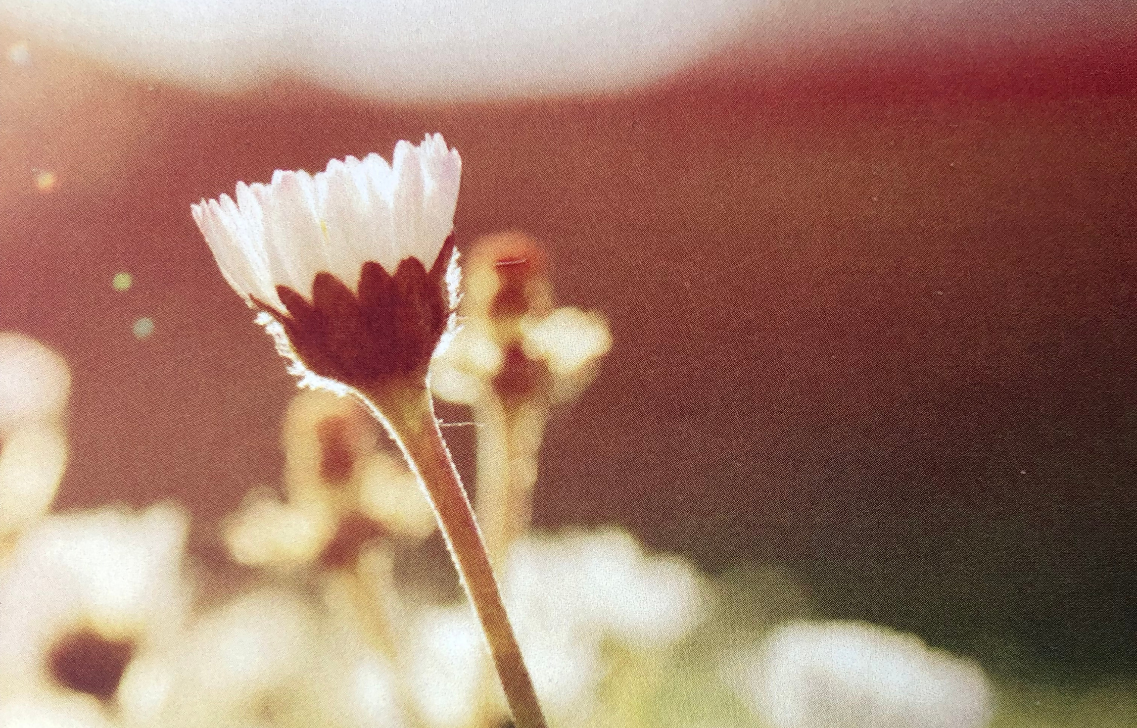 Gänseblümchen